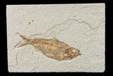 Fossil Fish (Knightia) - Wyoming #159063-1